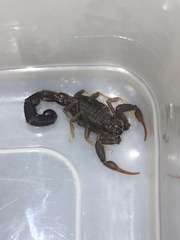 Hottentotta judaicus