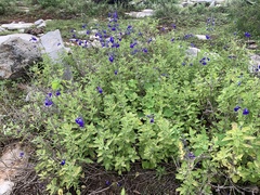 Salvia chamaedryoides
