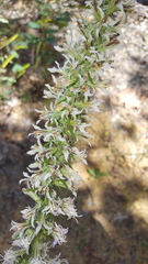 Liatris hesperelegans