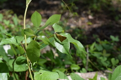 Polites vibex praeceps