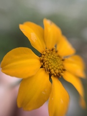 Dyssodia tagetiflora