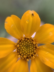 Dyssodia tagetiflora