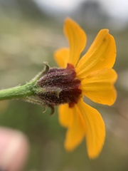 Dyssodia tagetiflora
