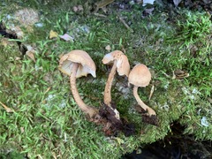 Cystoderma subvinaceum