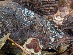 Ruzenia spermoides