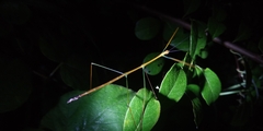 Baculomia siamensis