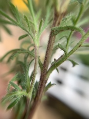 Dyssodia tagetiflora