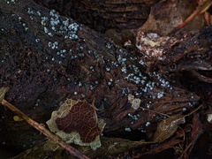 Ruzenia spermoides