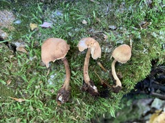 Cystoderma subvinaceum
