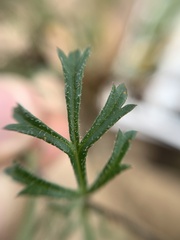 Dyssodia tagetiflora