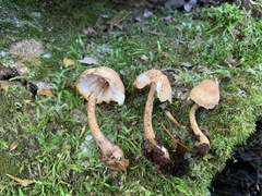 Cystoderma subvinaceum