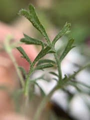 Dyssodia tagetiflora