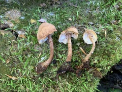 Cystoderma subvinaceum