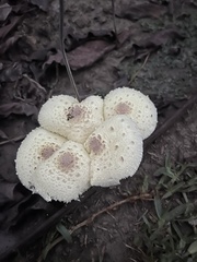 Leucocoprinus