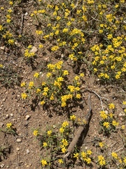 Pectis papposa papposa