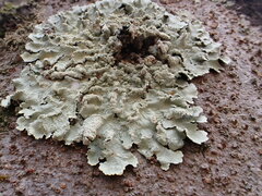 Flavoparmelia caperata