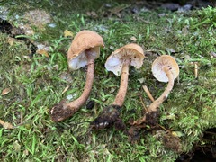 Cystoderma subvinaceum