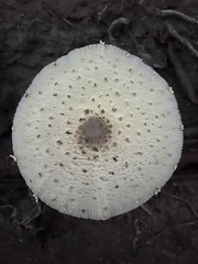 Leucocoprinus