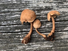 Cystoderma subvinaceum