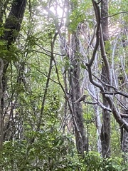 Antrostomus carolinensis