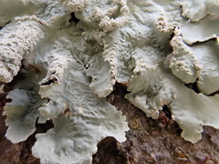 Flavoparmelia caperata