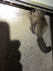 Glaucomys sabrinus