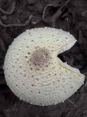 Leucocoprinus