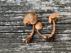 Cystoderma subvinaceum