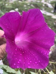 Ipomoea orizabensis orizabensis