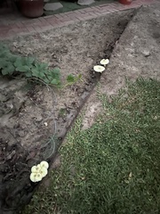 Leucocoprinus