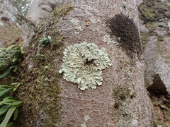 Flavoparmelia caperata