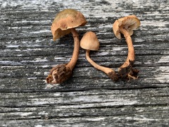 Cystoderma subvinaceum