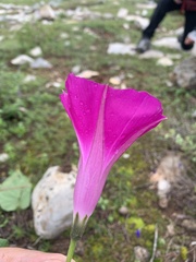 Ipomoea orizabensis orizabensis