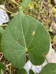 Ipomoea orizabensis orizabensis