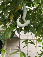 Trichosanthes cucumerina