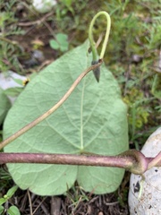 Ipomoea orizabensis orizabensis