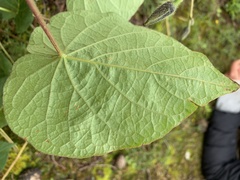 Ipomoea orizabensis orizabensis