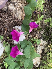 Ipomoea orizabensis orizabensis