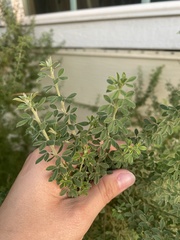 Genista monspessulana