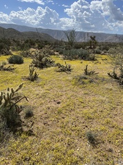 Pectis papposa papposa