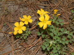 Oxalis texana