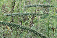 Liatris pycnostachya