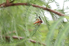 Polistes mexicanus