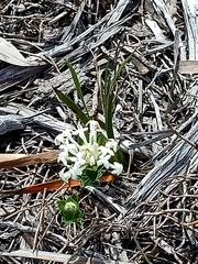 Pimelea humilis
