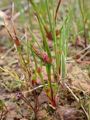 Centrolepis aristata