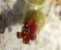 Commiphora mollis image