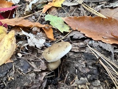 Ampulloclitocybe