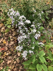 Symphyotrichum cordifolium
