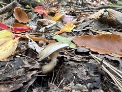 Ampulloclitocybe