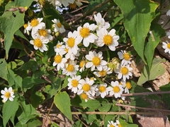 Montanoa